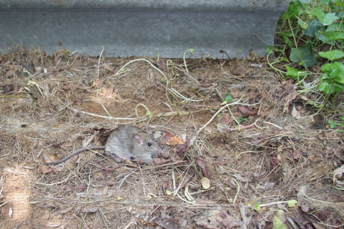 Diversité faunistique Balandran - Rat noir (Rattus rattus). Adulte sur son nid sous une plaque en fibrociment destinée à l'étude des reptiles